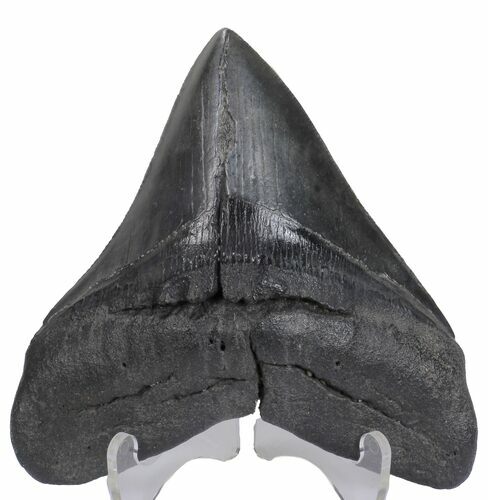 Fossil Megalodon Tooth - Very Wide Tooth #57300